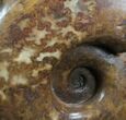 Lytoceras Ammonite From France - Polished #7822-5